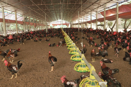 Chăn nuôi an toàn sinh học - Giải pháp cho phát triển nông nghiệp xanh và bền vững