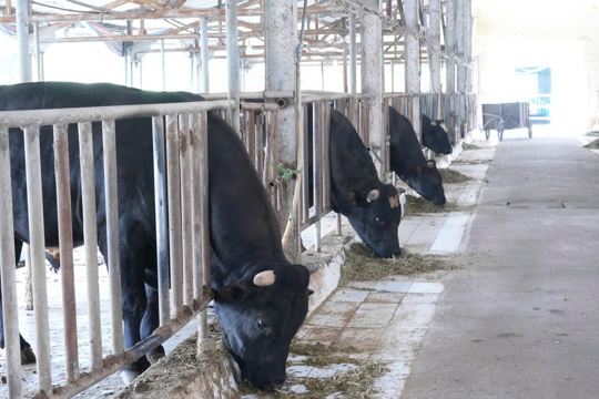 Hoàn thiện hành lang pháp lý về bảo hiểm nông nghiệp, thúc đẩy phát triển nông thôn bền vững