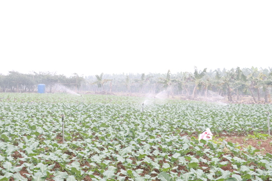 Tăng cường kiểm tra, giám sát an toàn thực phẩm đối với sản phẩm trồng trọt