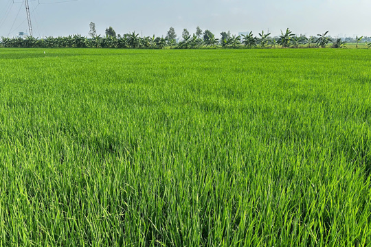 Chủ động phòng trừ bệnh bạc lá, đốm sọc vi khuẩn hại lúa