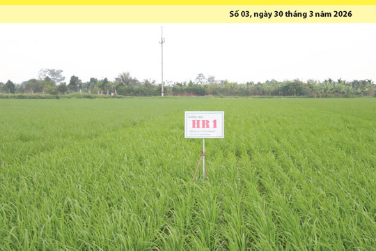 Bản tin Sản xuất & Thị trường số 03 năm 2026