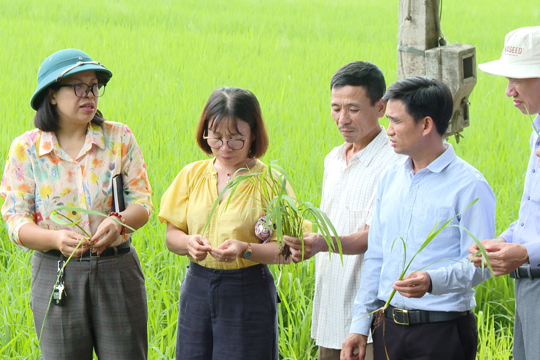 Trung tâm Khuyến nông Hà Nội tiến hành kiểm tra, đánh giá tiến độ thực hiện mô hình lúa vụ mùa năm 2026