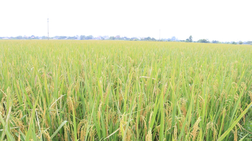 Xã Sóc Sơn đẩy mạnh triển khai chính sách, nâng cao hiệu quả sản xuất