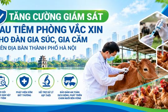 Tăng cường giám sát sau tiêm phòng vắc xin cho đàn gia súc, gia cầm trên địa bàn thành phố Hà Nội
