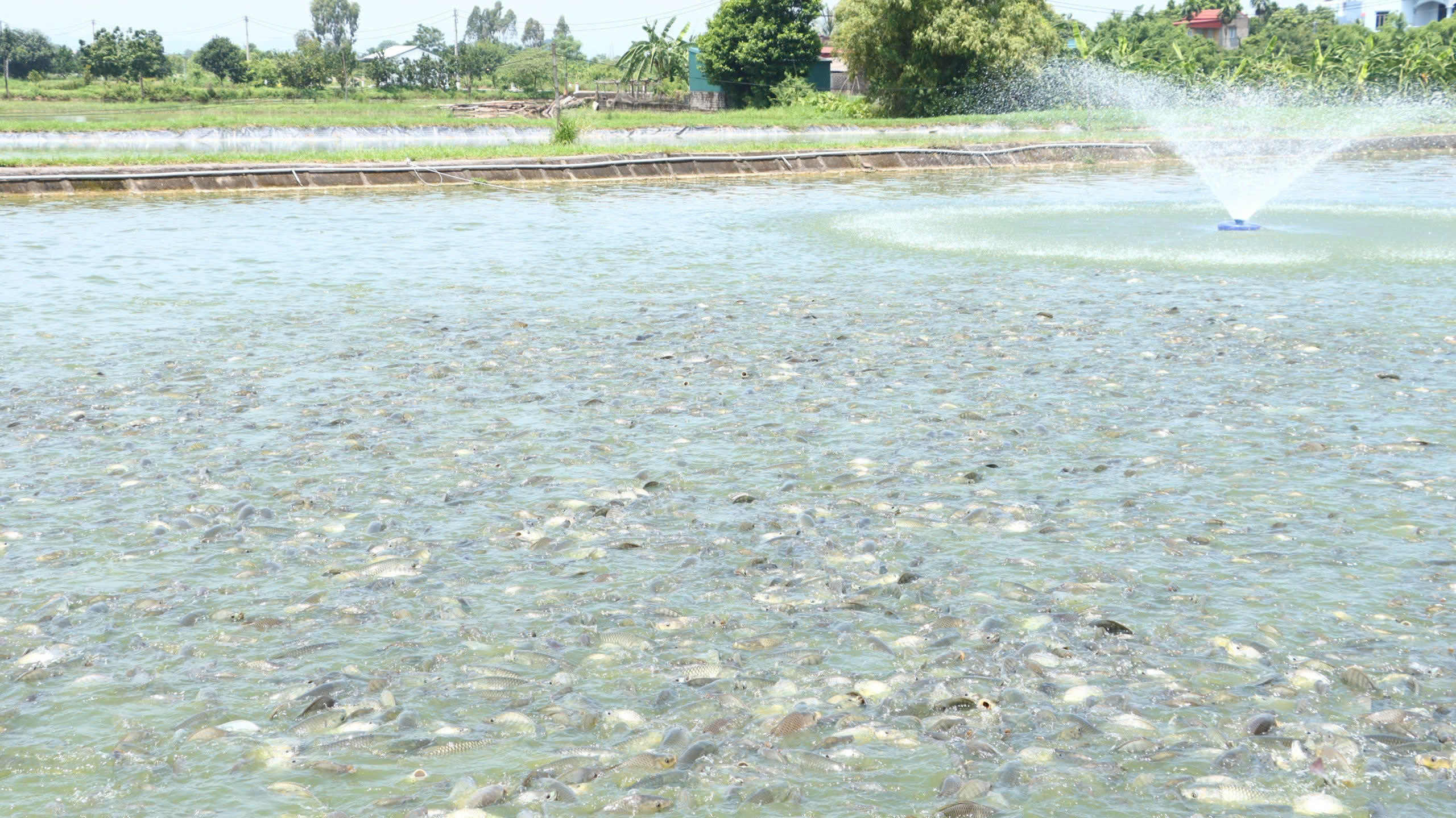 Giữ vững đà tăng trưởng nông nghiệp, phát triển bền vững 