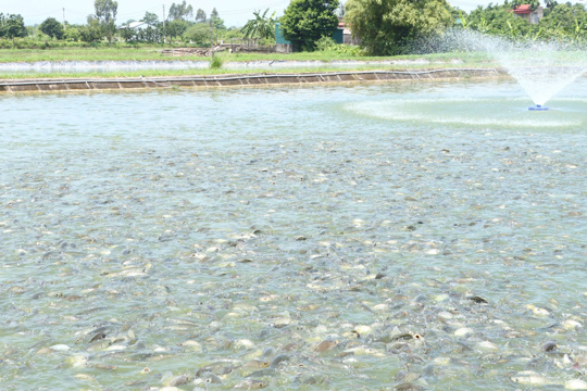 Giữ vững đà tăng trưởng nông nghiệp, phát triển bền vững 
