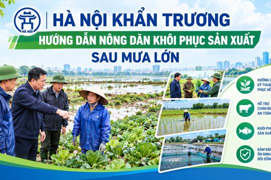 Hà Nội khẩn trương hướng dẫn nông dân khôi phục sản xuất sau mưa lớn