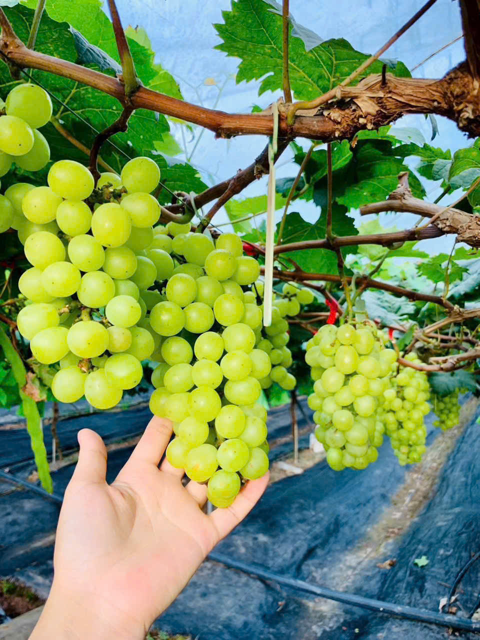 Anh Nguyễn Hữu Hùng – Người đưa nho mẫu đơn Hàn Quốc về vùng đất Thanh Quang