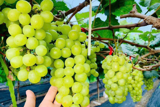Anh Nguyễn Hữu Hùng – Người đưa nho mẫu đơn Hàn Quốc về vùng đất Thanh Quang