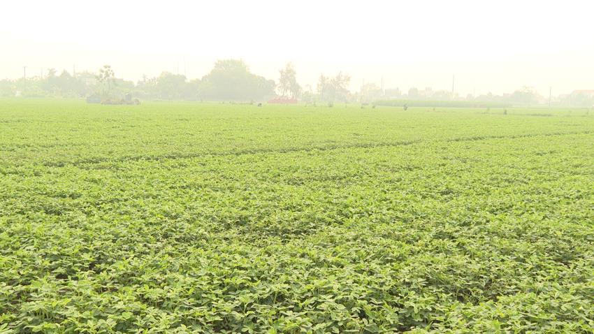 Hà Nội phấn đấu mở rộng và nâng cao hiệu quả sản xuất vụ Đông