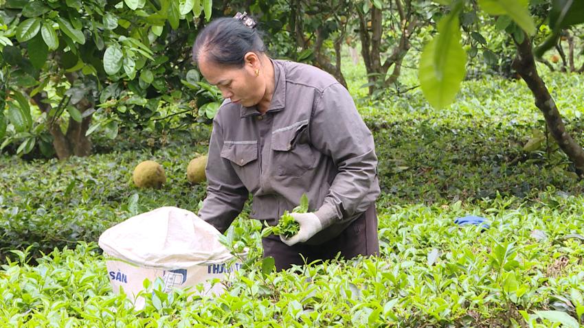 Hiệu quả mô hình khuyến nông sản xuất cây chè theo tiêu chuẩn VietGAP