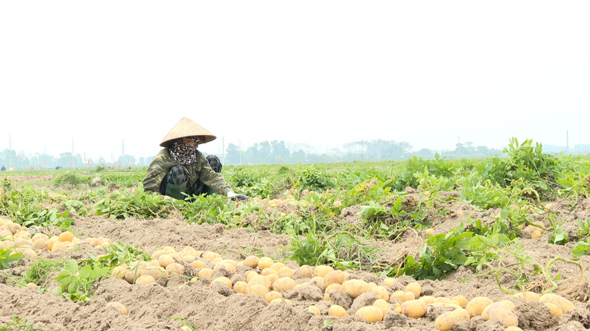 Kỹ thuật trồng và chăm sóc cây khoai tây vụ đông