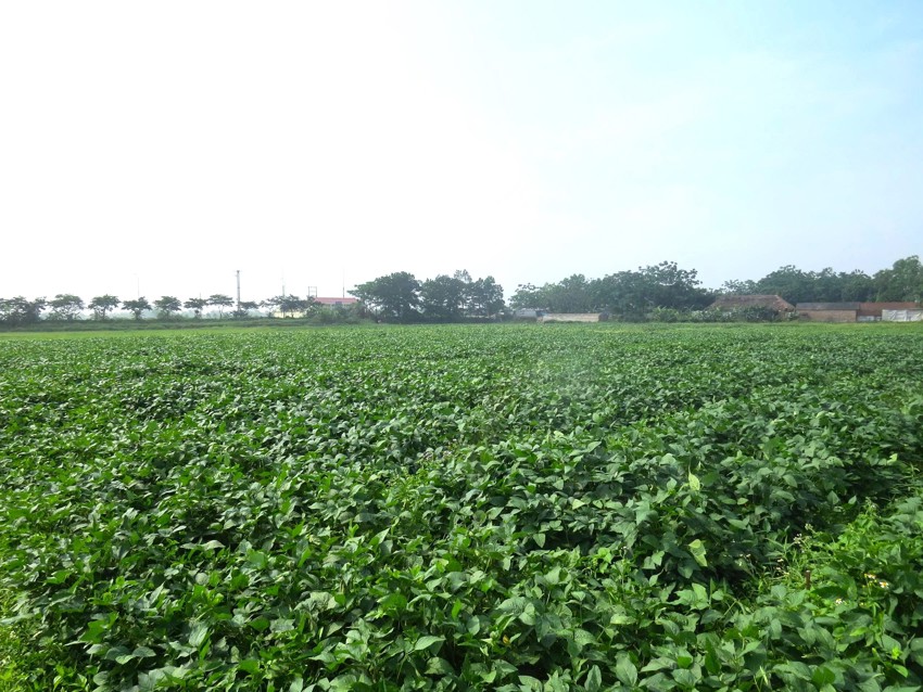 KỸ THUẬT CHĂM SÓC CÂY ĐẬU TƯƠNG VỤ ĐÔNG 