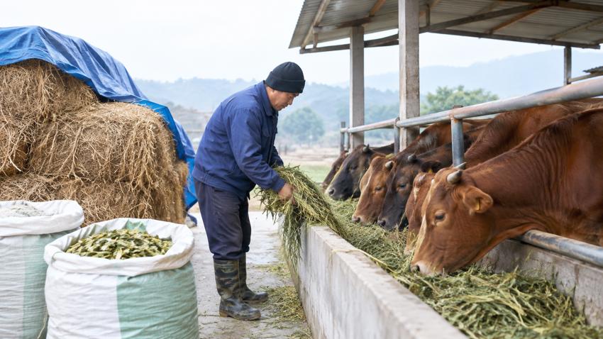 Các biện pháp dự trữ thức ăn cho đàn trâu, bò trong mùa đông
