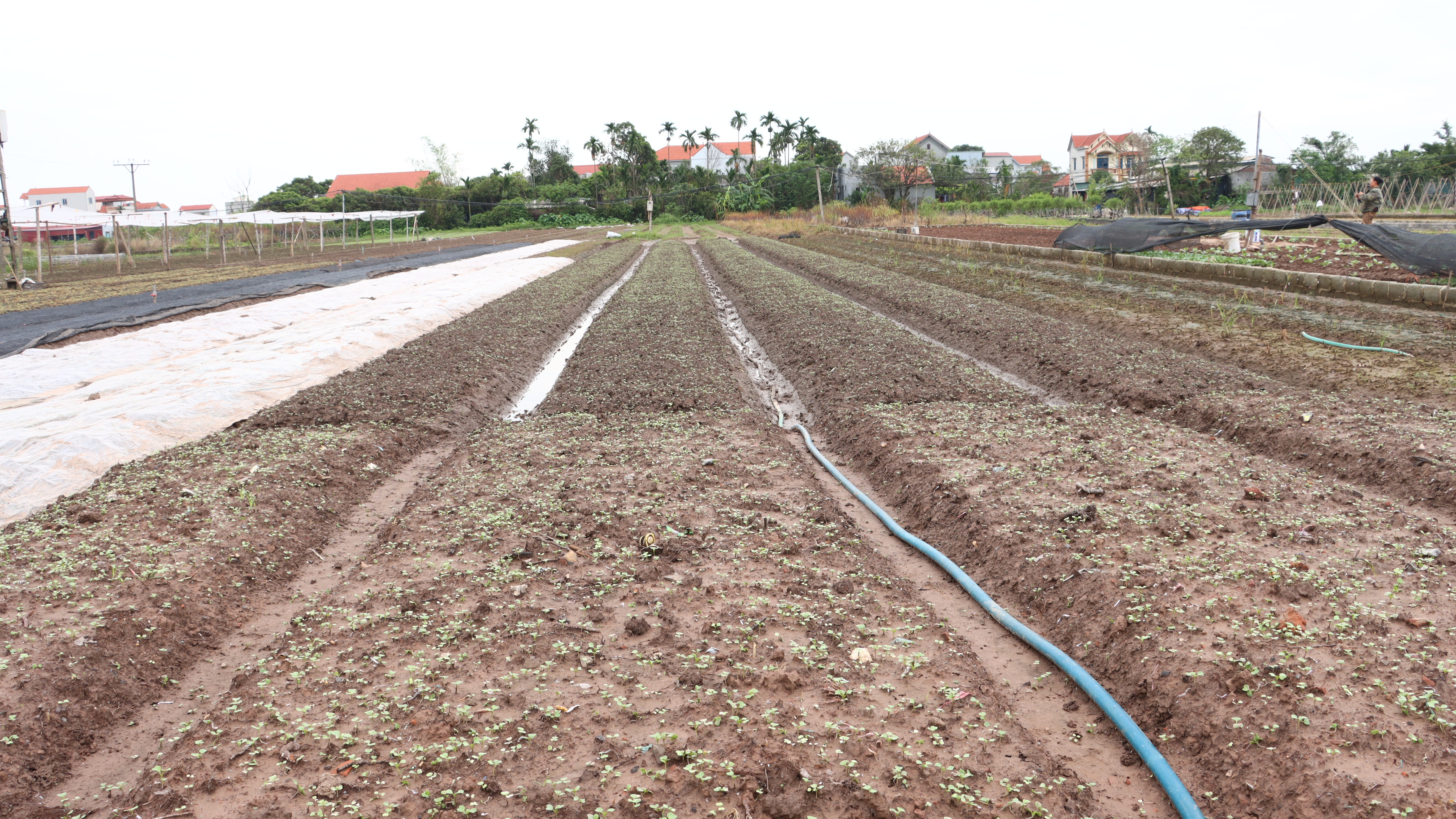 Kỹ thuật trồng, chăm sóc các loại rau ăn lá sau mưa lũ