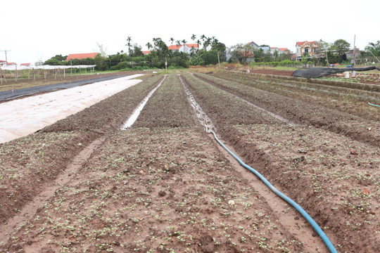 Kỹ thuật trồng, chăm sóc các loại rau ăn lá sau mưa lũ