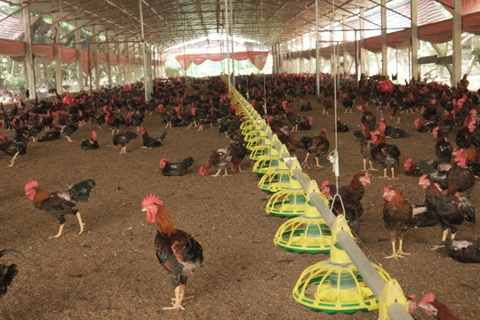 Hà Nội ban hành quy định mật độ chăn nuôi đến năm 2030