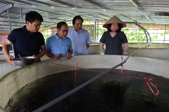 Lãnh đạo Trung tâm Khuyến nông kiểm tra tiến độ mô hình