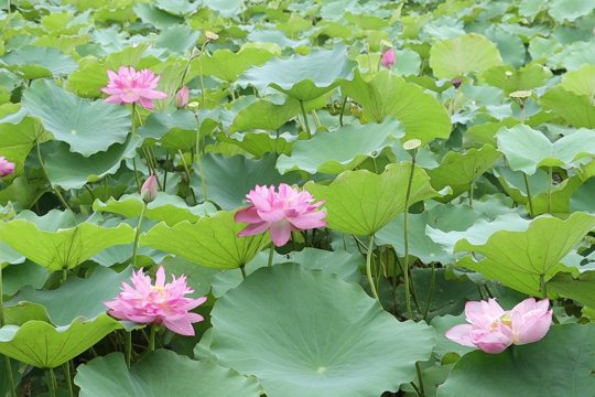 Kết quả dự án sản xuất hoa sen gắn với xây dựng nhãn hiệu, phát triển du lịch sinh thái