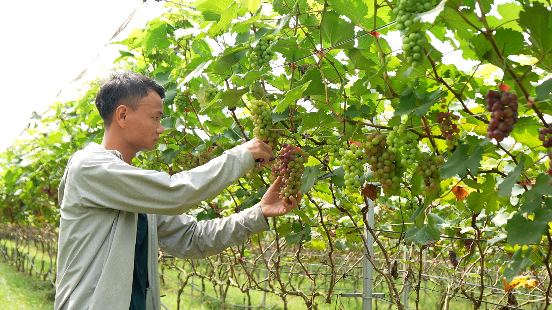 Triển vọng mô hình trồng nho Hạ Đen tại xã Phú Xuyên  