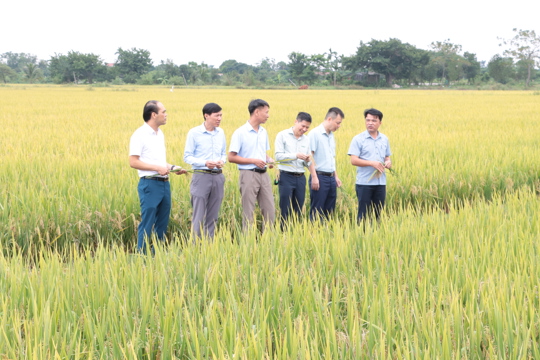 Hiệu quả từ mô hình mạ khay, cấy máy tại Hà Nội