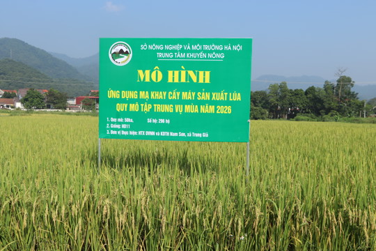 Mô hình khuyến nông ứng dụng mạ khay cấy máy tại xã Trung Giã
