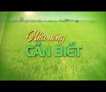 Chăm sóc bò sữa giai đoạn mùa hè