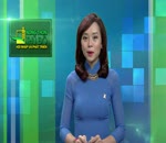 Triển khai mô hình Khuyến nông chăn nuôi bò huyện Ba Vì