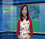 Phòng trị sâu bệnh trên cam, bưởi giai đoạn trước khi thu hoạch