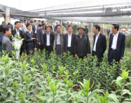 Chủ tịch Thành phố kiểm tra nông thôn mới tại Gia Lâm