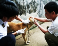 Chủ động phòng, chống bệnh dại trên địa bàn Thành phố