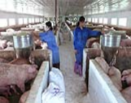 CHÍNH SÁCH KHUYẾN KHÍCH DOANH NGHIỆP ĐẦU TƯ VÀO NÔNG NGHIỆP, NÔNG THÔN