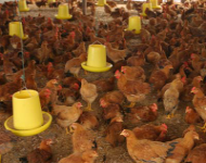 Hà Nội: Chủ động phòng chống dịch bệnh gia súc, gia cầm trong mùa mưa lũ