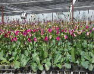 Xây dựng chương trình phát triển nông nghiệp ứng dụng công nghệ cao
