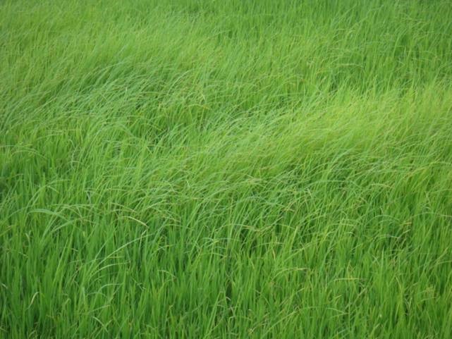 Tình hình lúa cỏ và biện pháp phòng trừ