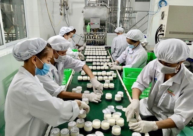 Liên kết phát triển “sữa bò 4 sao”