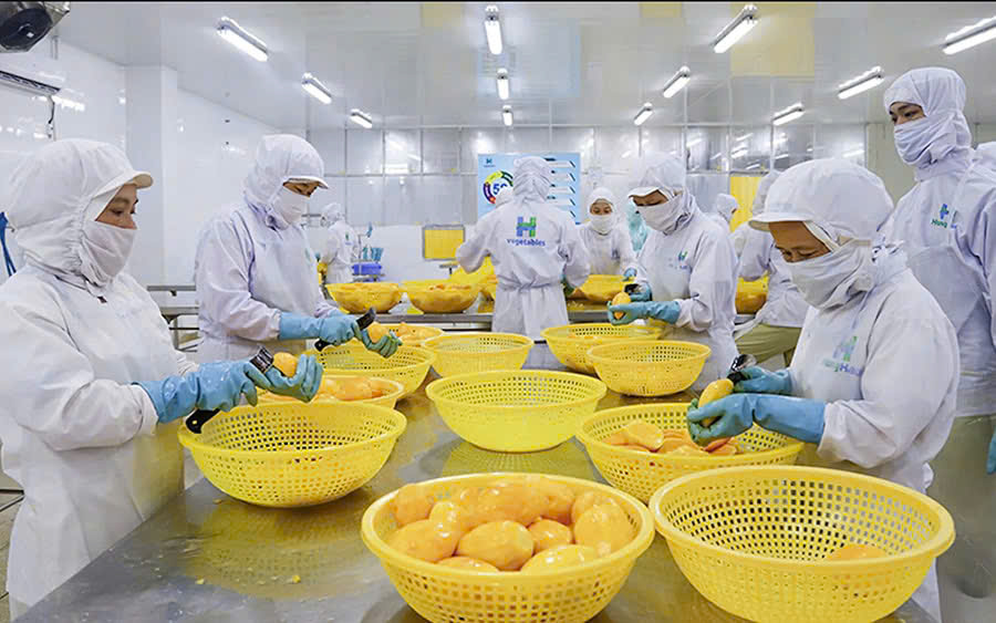 Xuất khẩu rau, quả năm 2025: Liệu có “cán đích” 8 tỷ USD?
