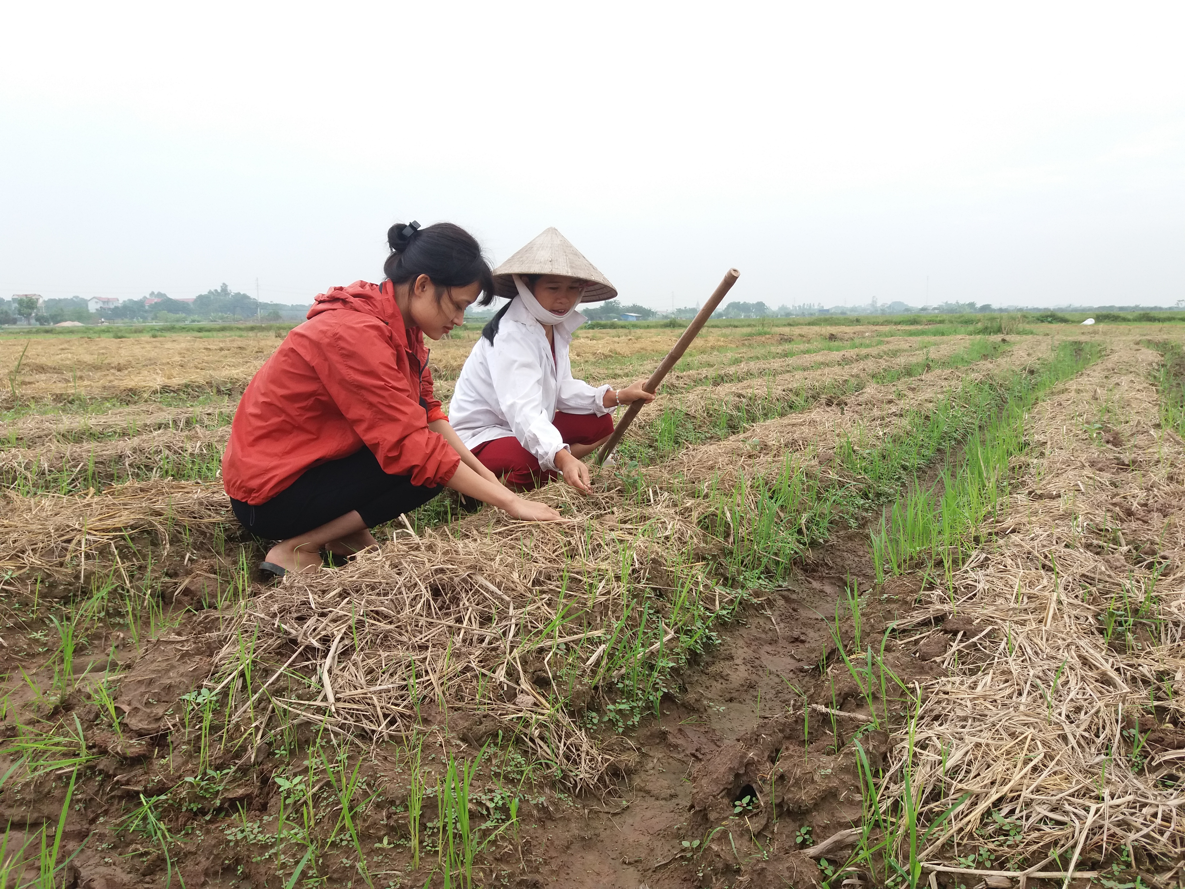 Hướng dẫn kỹ thuật trồng khoai tây vụ đông 2021