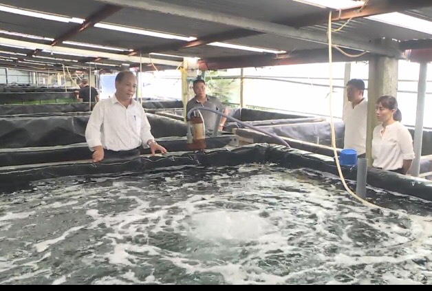 Mô hình sản xuất giống chất lượng cao và nuôi cua biển thương phẩm tại Hải Phòng