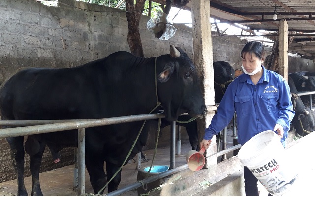 Ứng dụng công nghệ cao trong chăn nuôi: Hướng phát triển bền vững