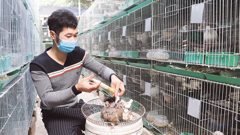 Thu nhập cao từ nuôi chim cu gáy