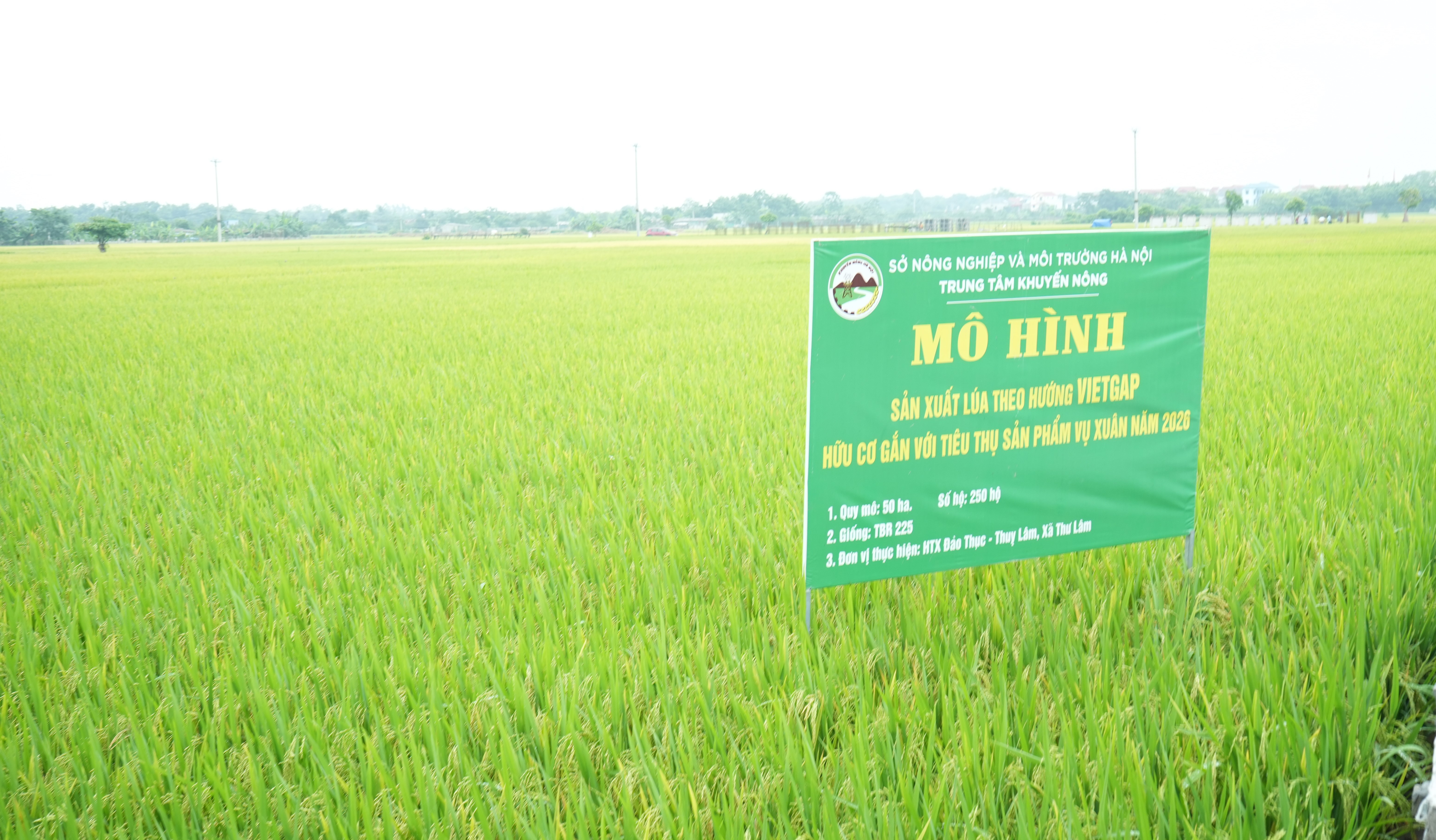 Hà Nội sản xuất lúa theo hướng VietGAP gắn với tiêu thụ