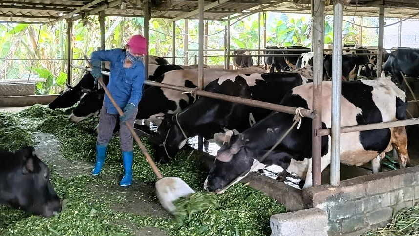 Xã Đoài Phương phát triển chăn nuôi bò sữa, nâng cao thu nhập cho người dân
