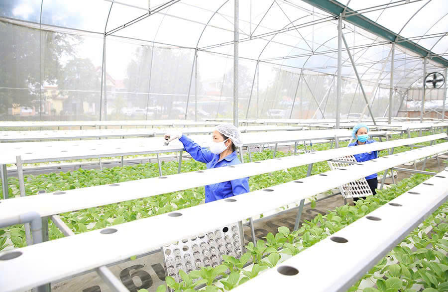 Ngành Nông nghiệp Hà Nội: Vượt qua vòng xoáy đô thị hóa, biến đổi khí hậu