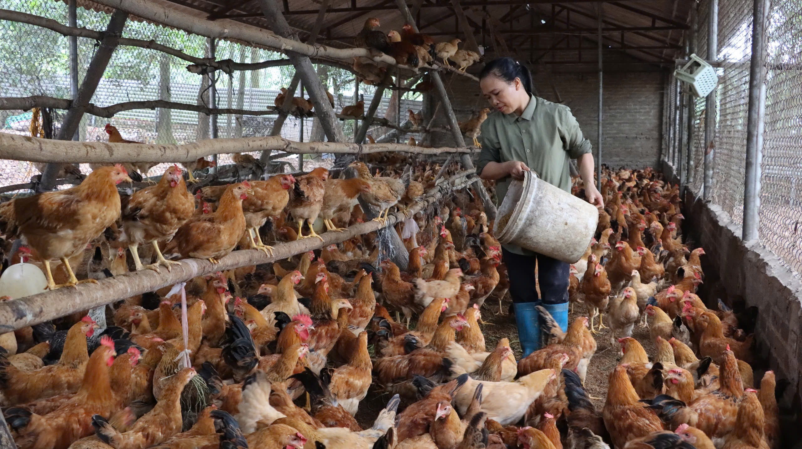 Sử dụng chất cấm trong thức ăn chăn nuôi có thể bị phạt tới 80 triệu đồng