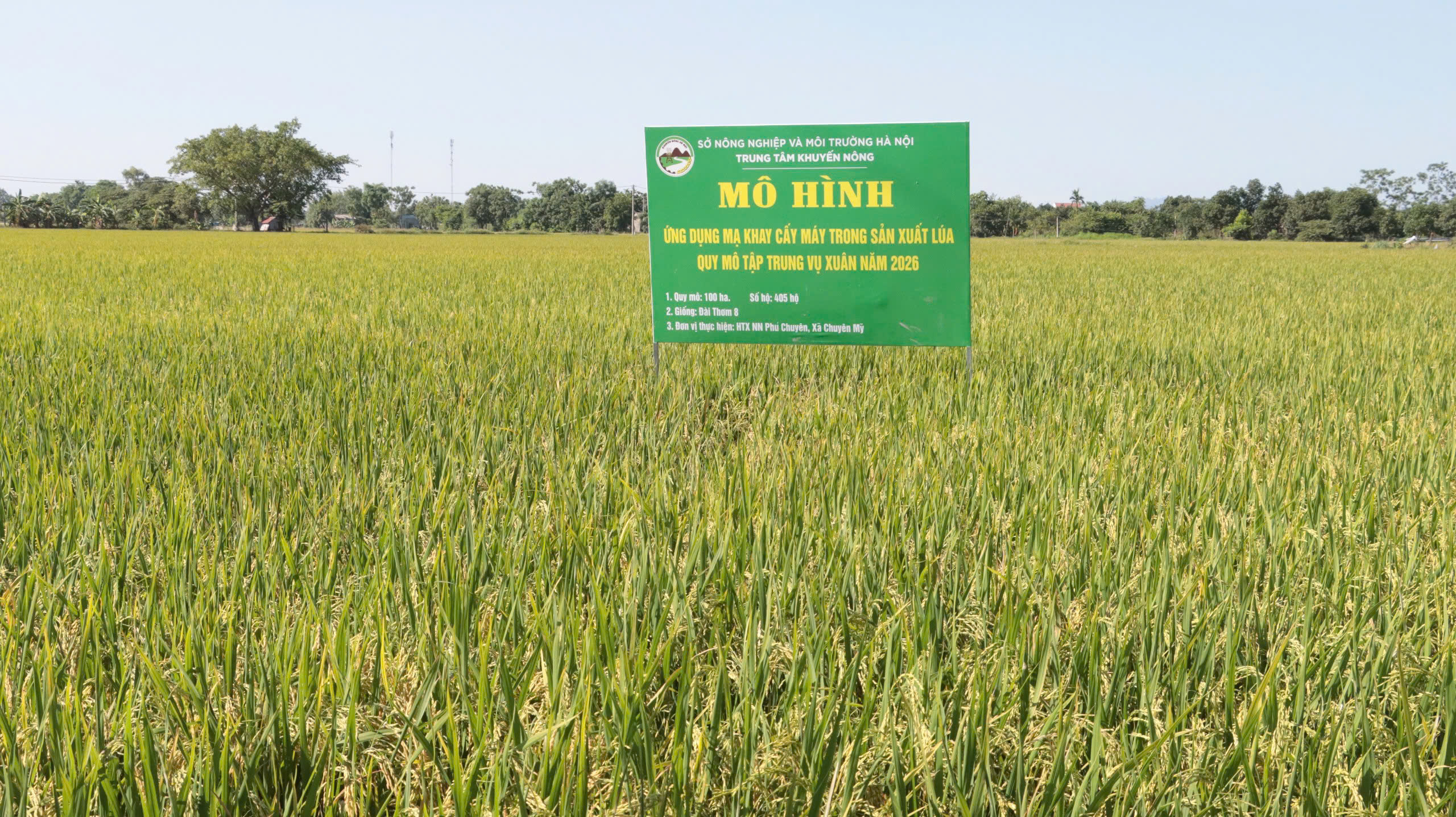 Mạ khay cấy máy tại xã Chuyên Mỹ: Từ hiệu quả thực tiễn đến niềm tin của người nông dân...