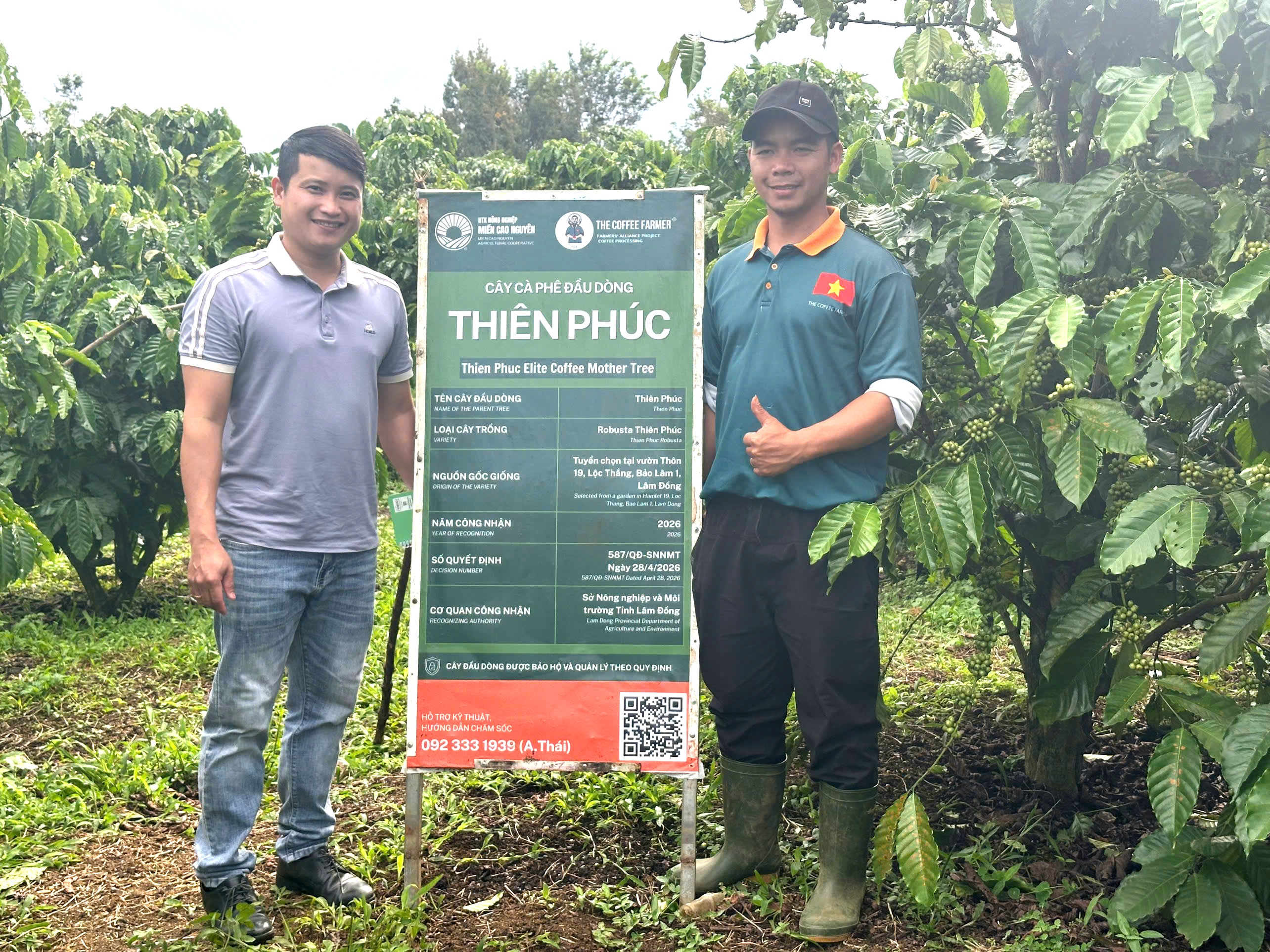 Giống cà phê Robusta Thiên Phúc - Triển vọng mới cho sản xuất cà phê năng suất cao, chất lượng...