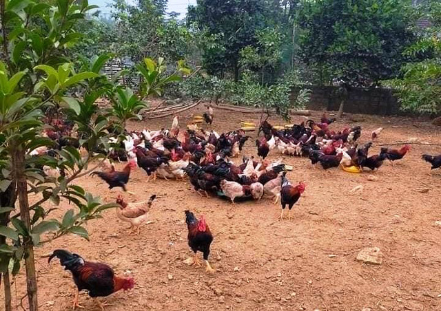 Kinh tế trang trại mang lại hiệu quả kinh tế cao