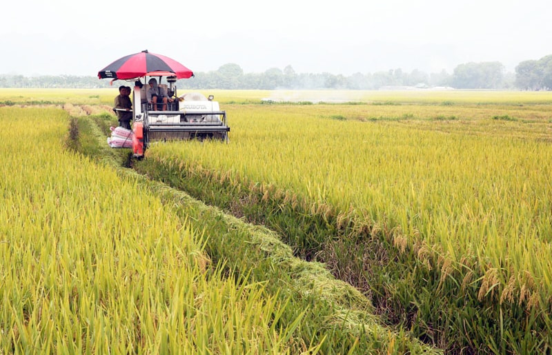 Chủ động mở rộng thị trường gạo
