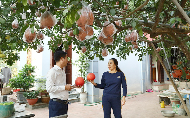 Nâng giá trị nhờ nông nghiệp hữu cơ